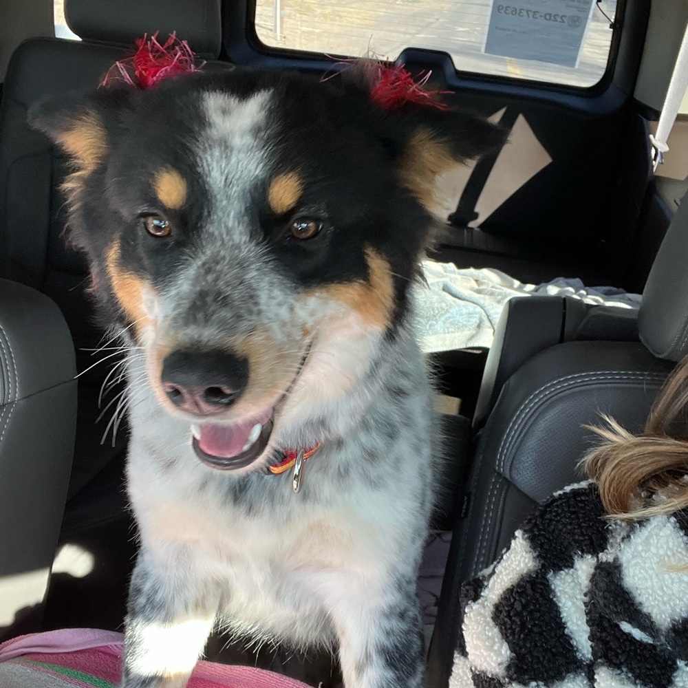 Thanks for Stopping By!❤️ Pet Friendly Closet! My brood of 7 🐾 - Picture 11 of 16